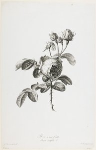 Rose à cent feuilles, de Fleurs Dessinées d